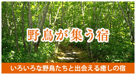 野鳥が集う宿 いろいろな野鳥たちと出会える癒やしの宿